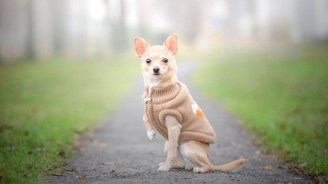 Building Meaningful Moments With Pets