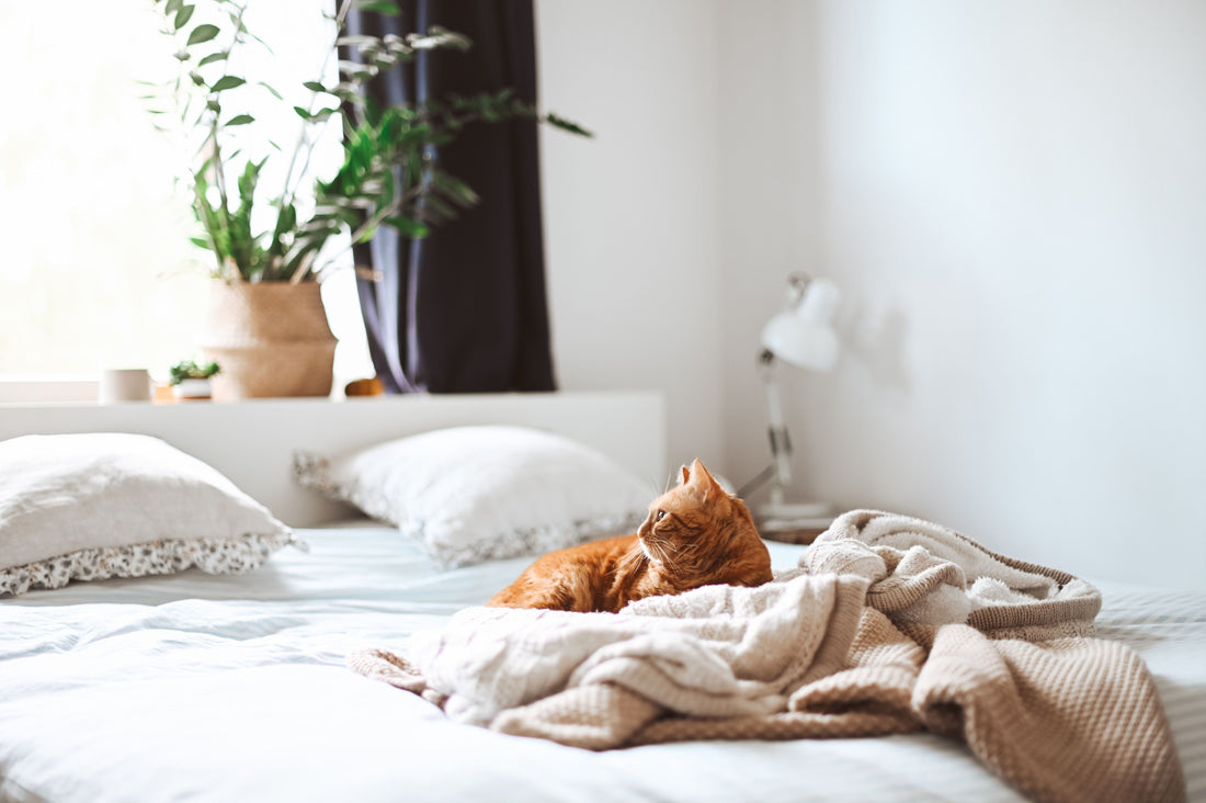 Creating A Happier Life With Pets