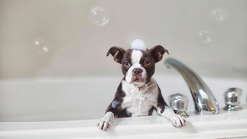 Grooming Essentials