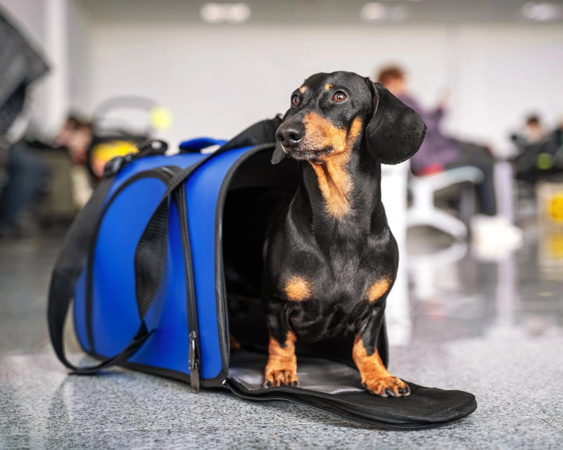 Traveling Essentials