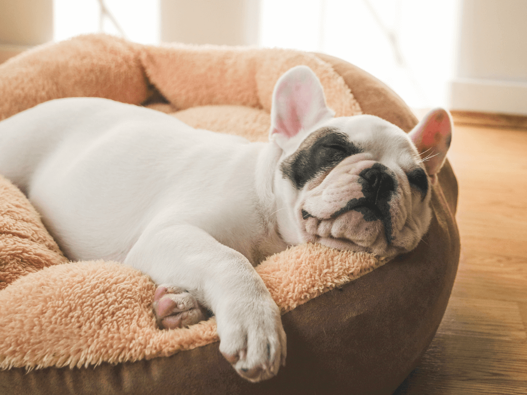 Pet Beds