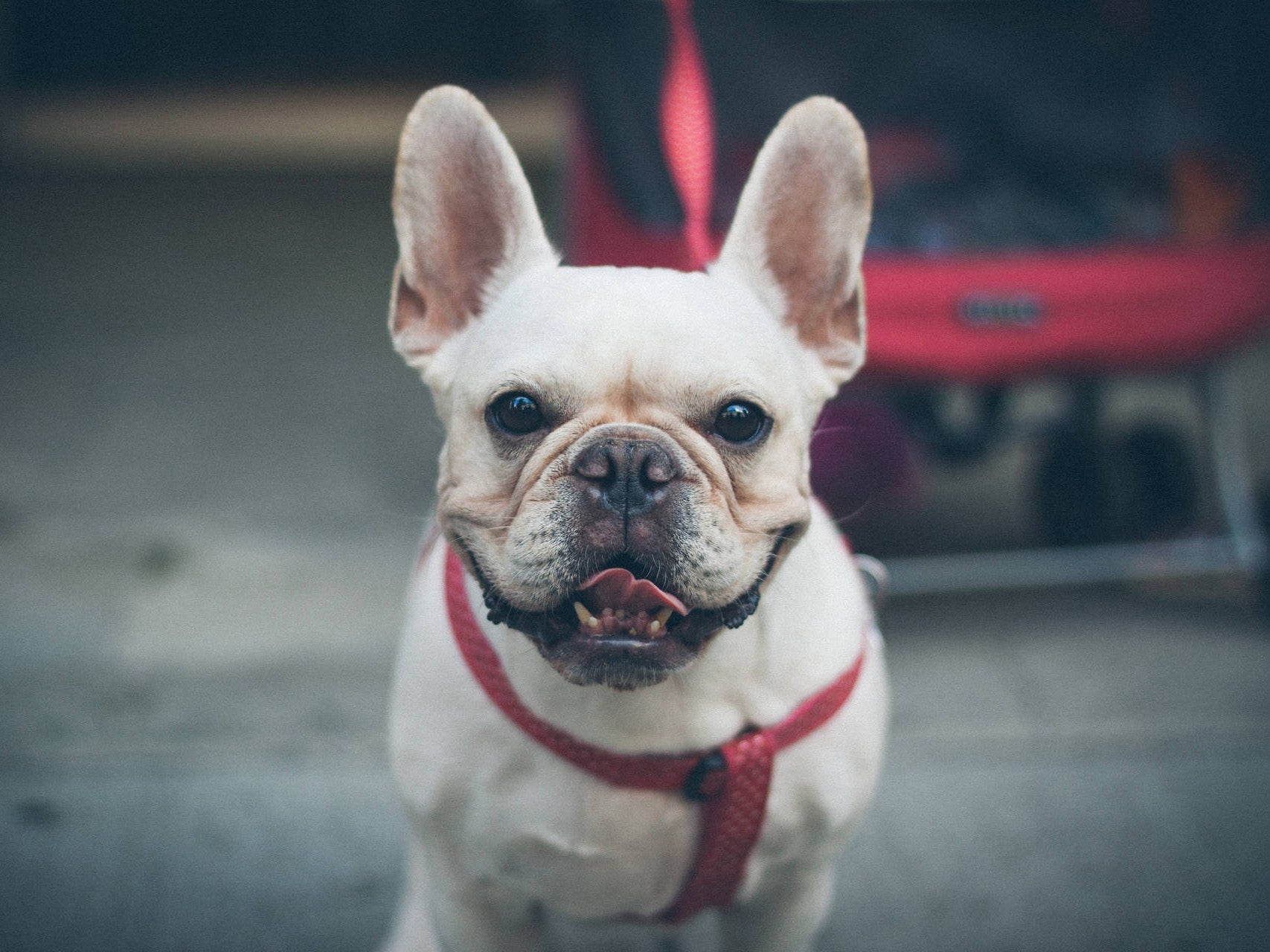 Leashes & Collars