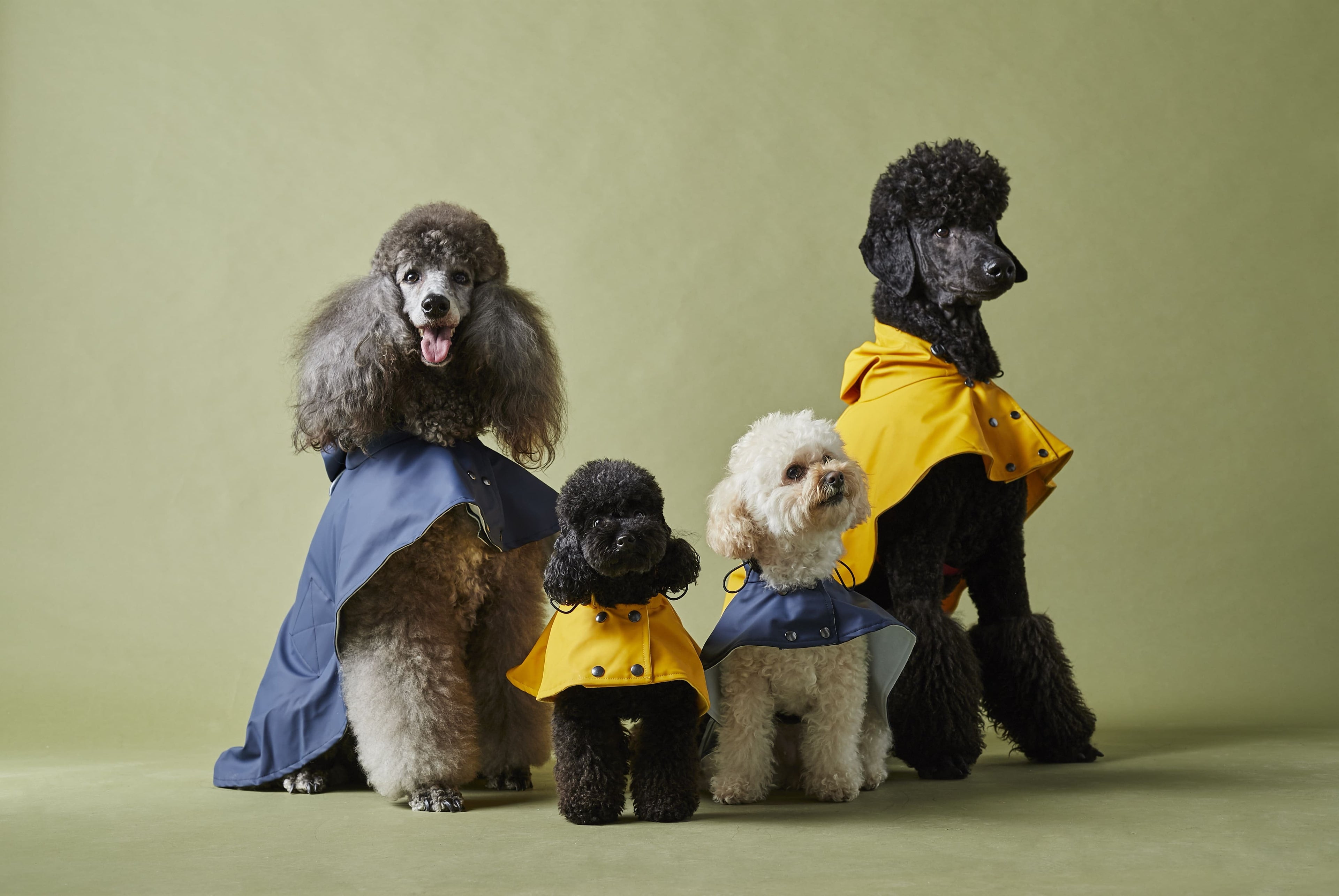 Pet Clothing